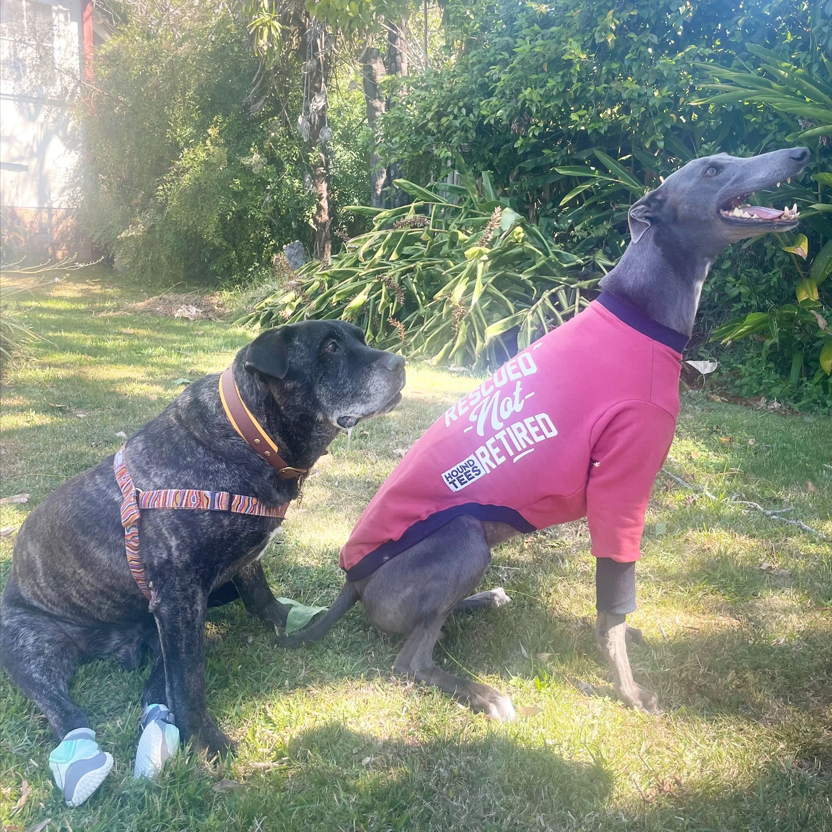 Rescued Not Retired Maroon Greyhound Sweater